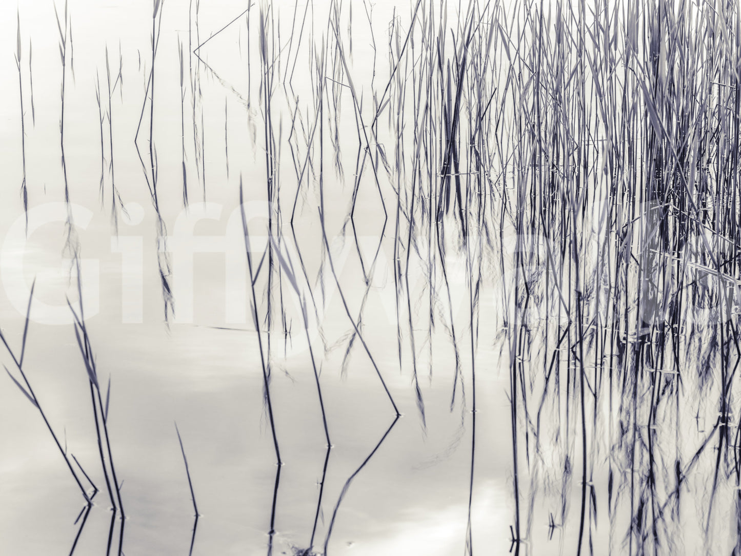 Grassy Reflections Wall Mural