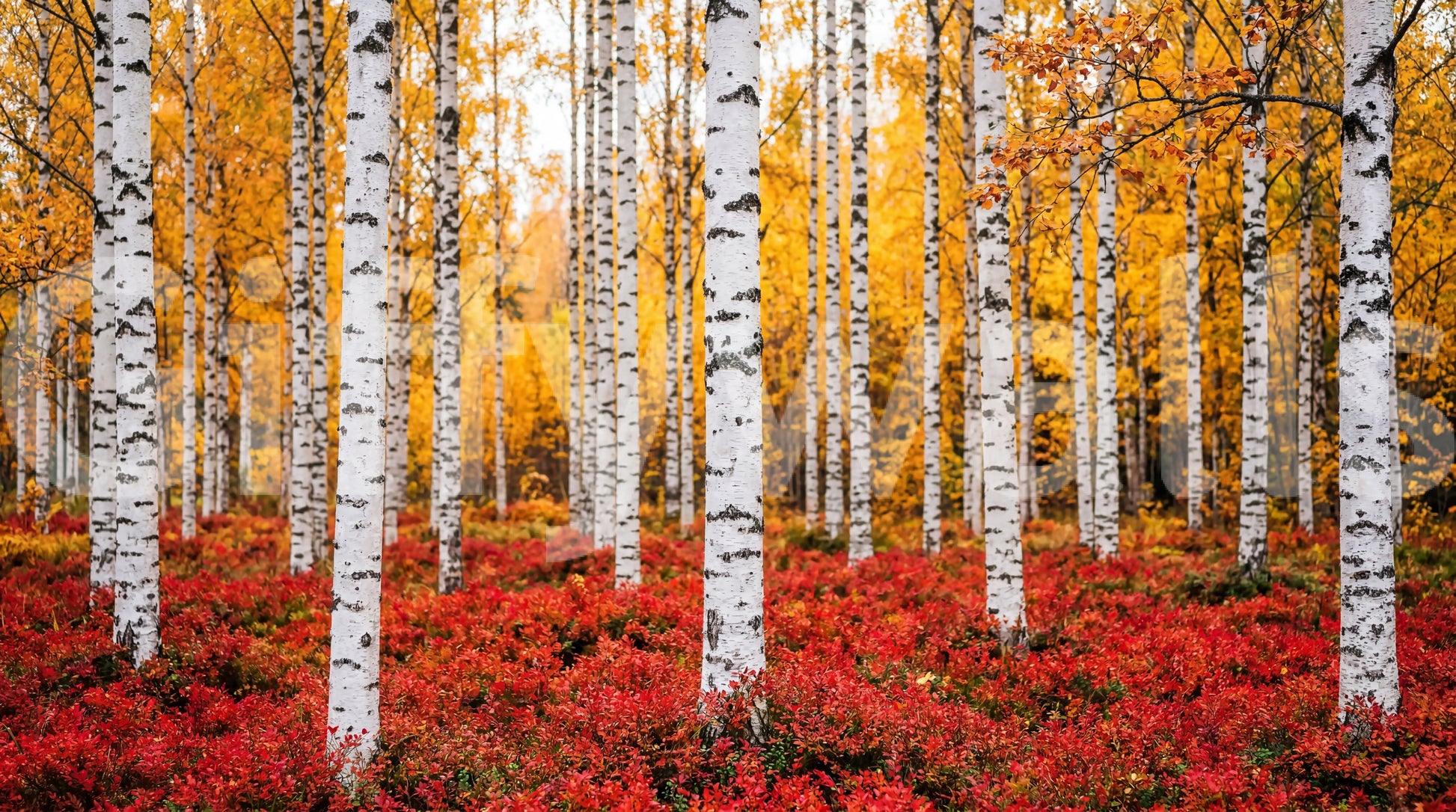 Golden Canopy Red Carpet wall mural with bright yellow leaves and red base