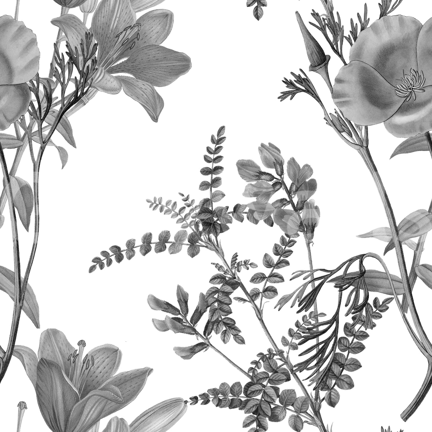 Grabado botánico monocromático Wallpaper⁠