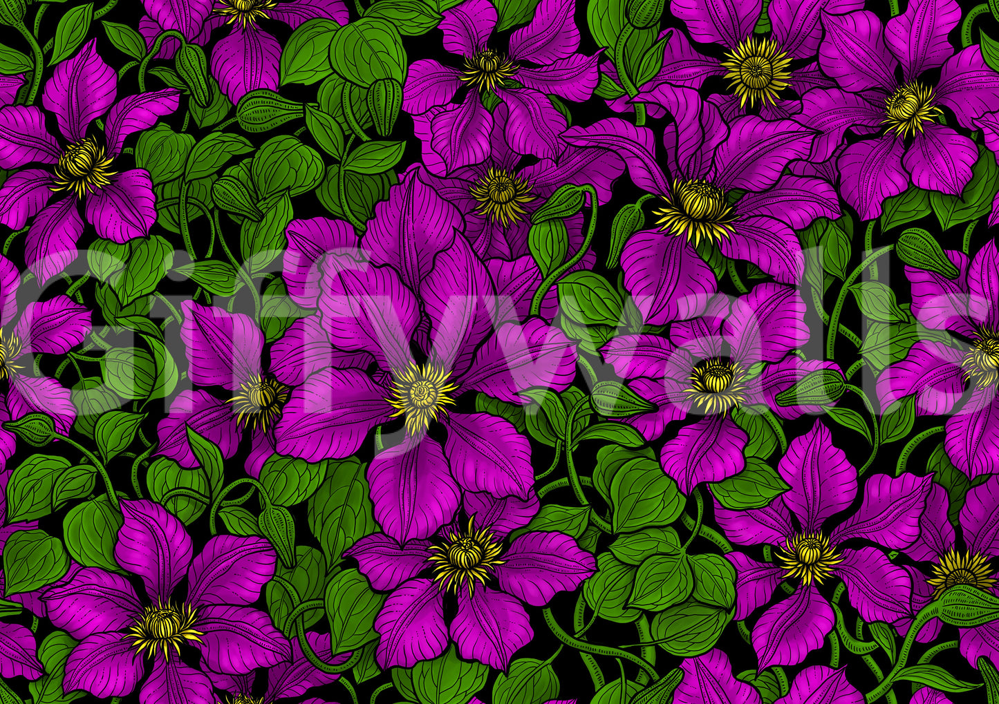 Deep black backdrop making magenta clematis blooms glow on wallpaper