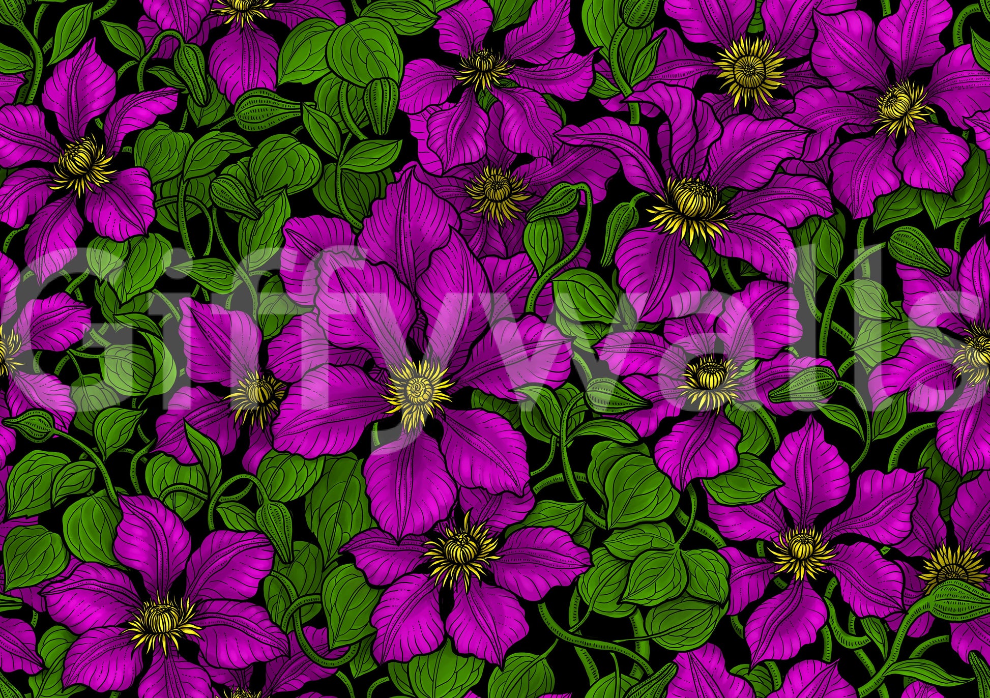 Deep black backdrop making magenta clematis blooms glow on wallpaper