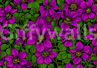 Deep black backdrop making magenta clematis blooms glow on wallpaper