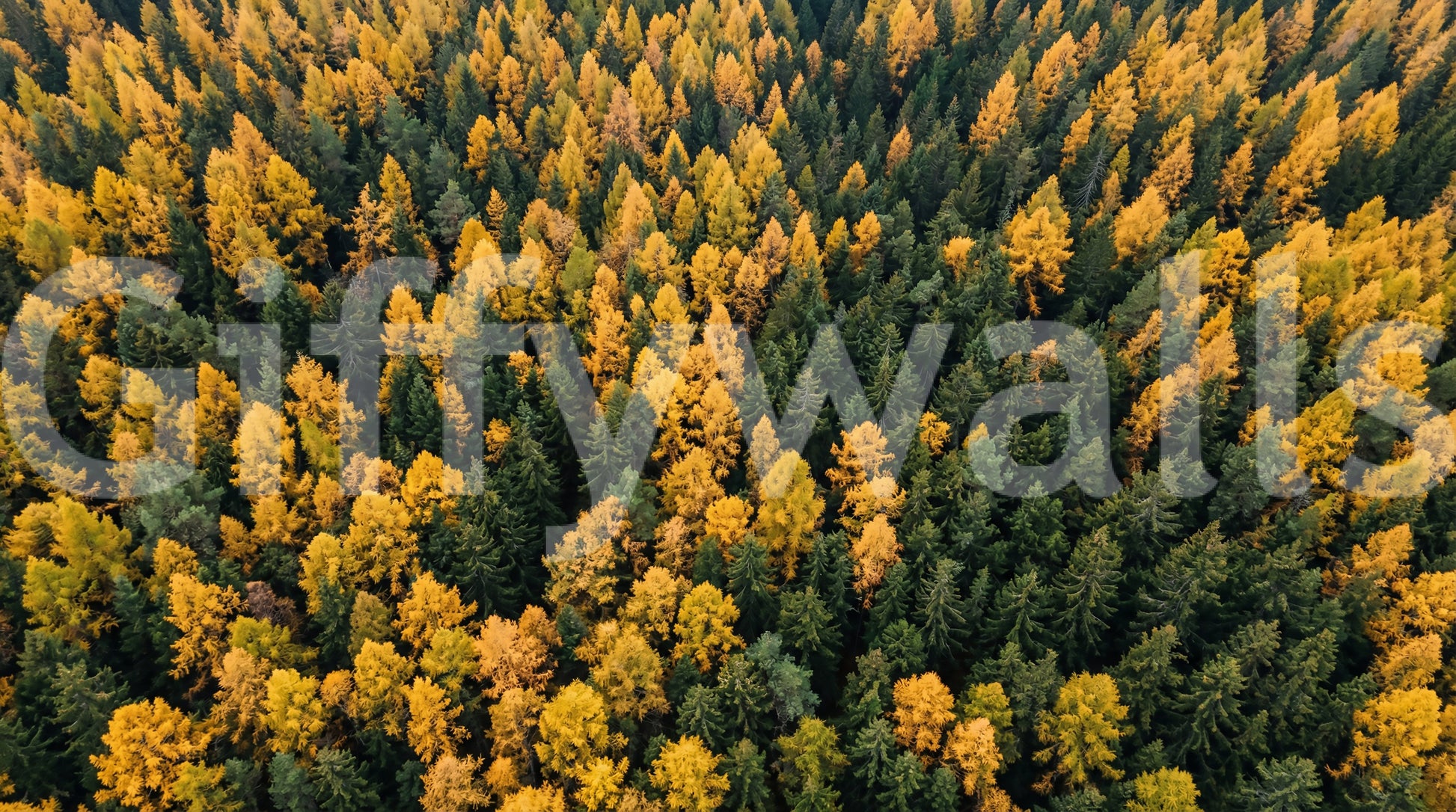 Rich yellow and green shades presented by a highly textured Forest wall mural.