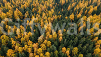 Rich yellow and green shades presented by a highly textured Forest wall mural.