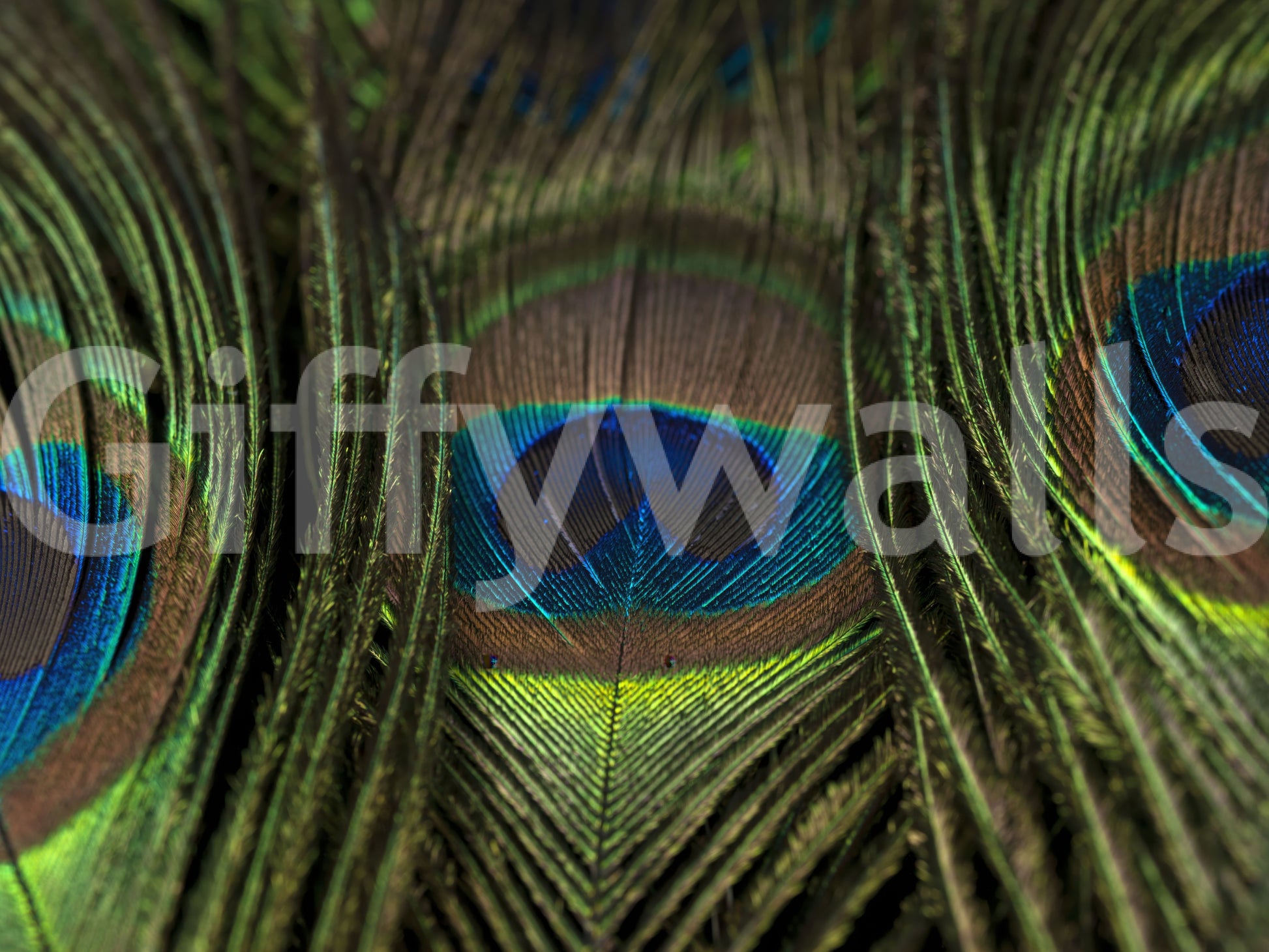 A lime band cuts low through this iridescent peacock feather wall mural