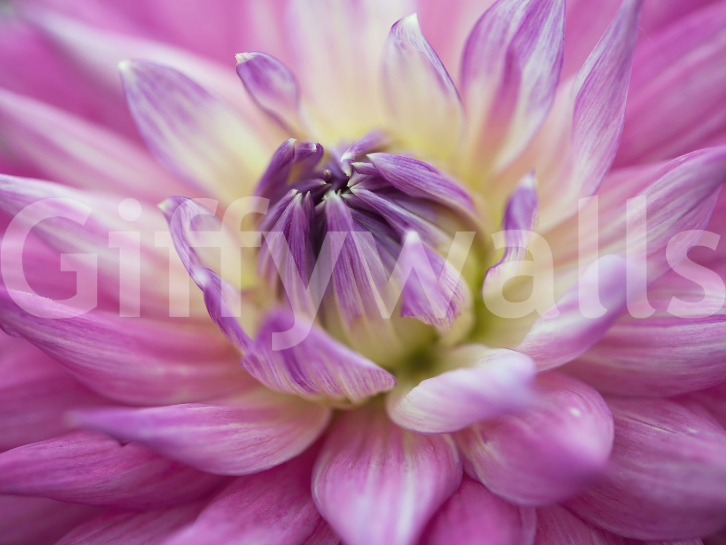 Warmth builds from the pale core out to deeper magenta on the dahlia wall mural.