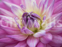 Warmth builds from the pale core out to deeper magenta on the dahlia wall mural.