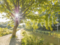 Gravel towpath stretches into the distance through this Woodland Canal wall mural.