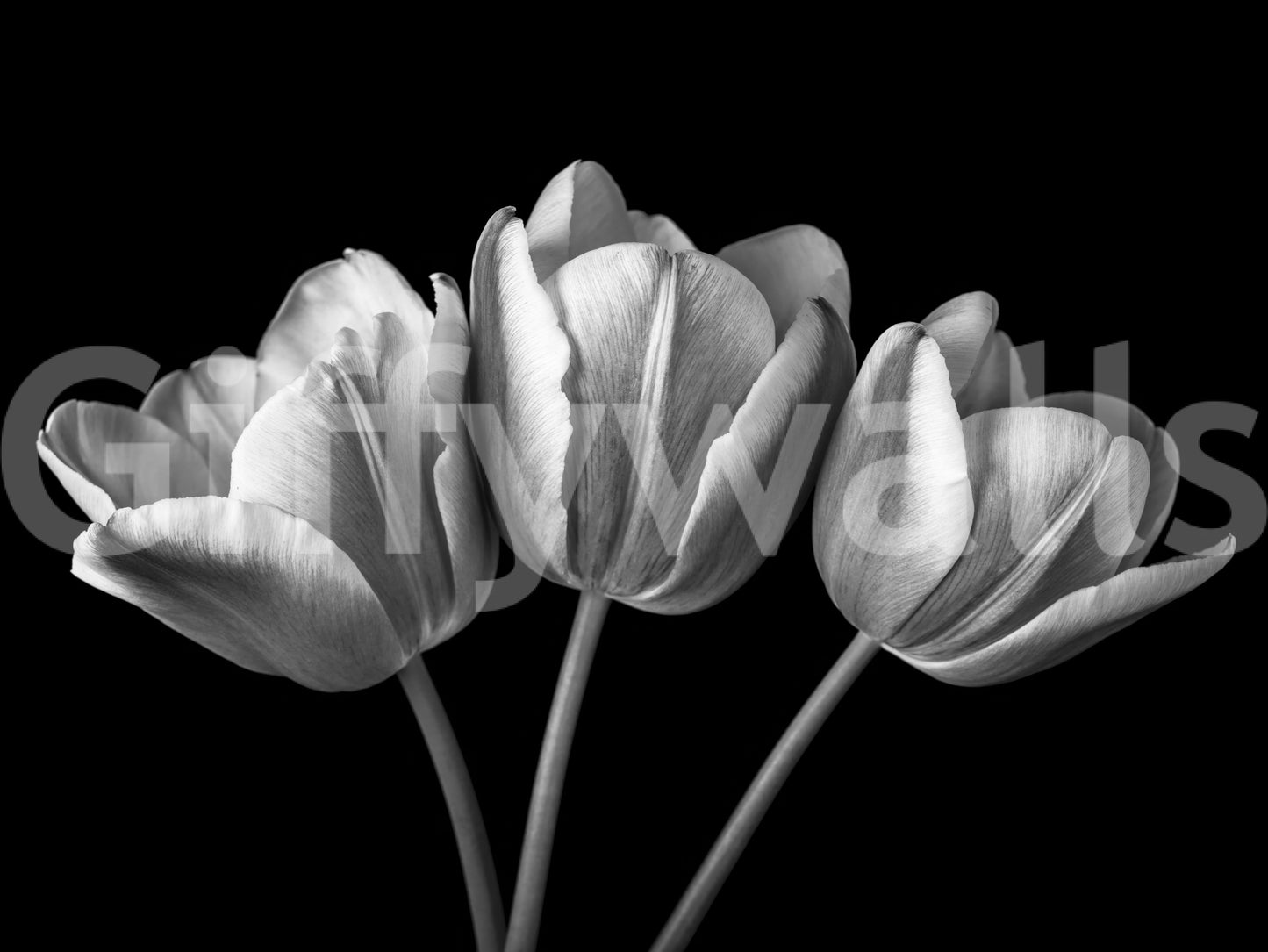 Centred trio of blooms gives the Elegant Tulip wall mural its quiet balance