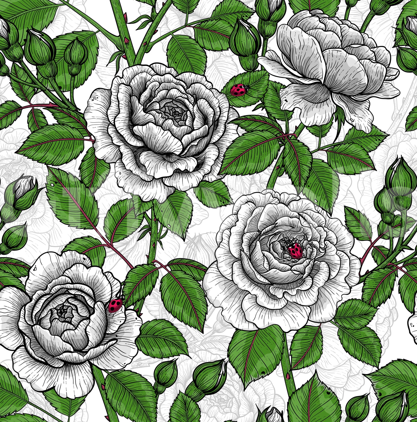 White rose garden Wallpaper⁠