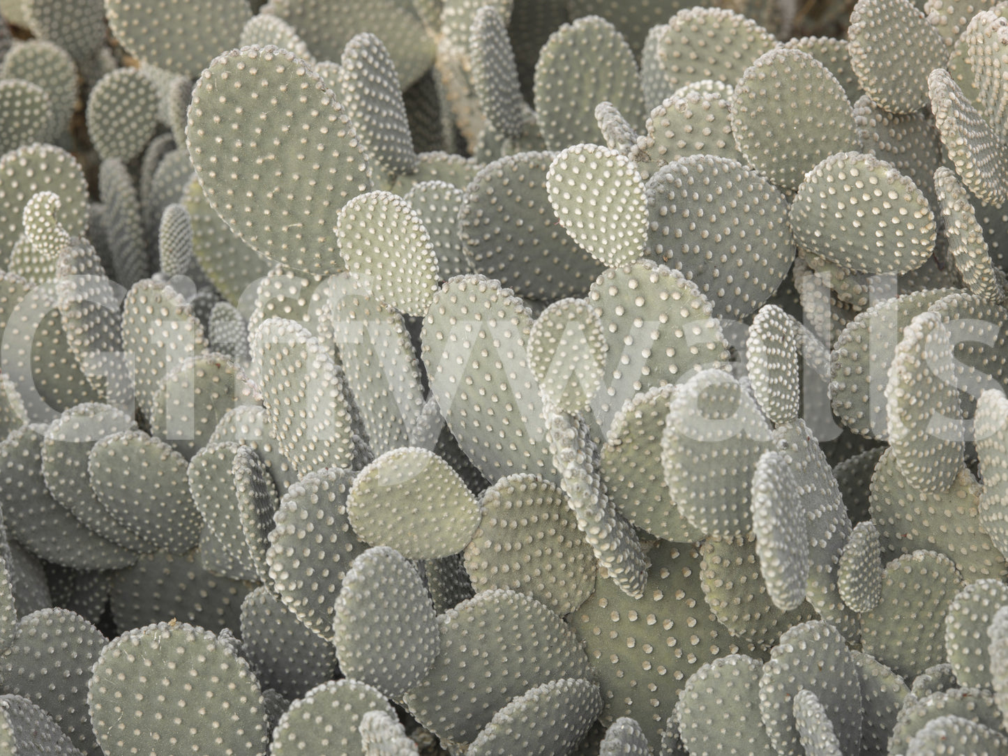 Cacti background Wall Mural