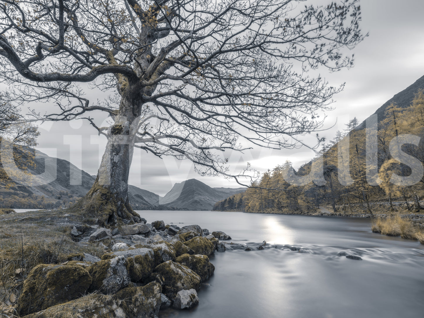 Ancient Oak, Silent Waters Wall Mural