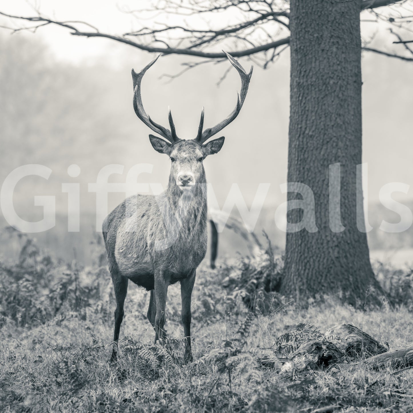 Woodland Sentinel Wall Mural