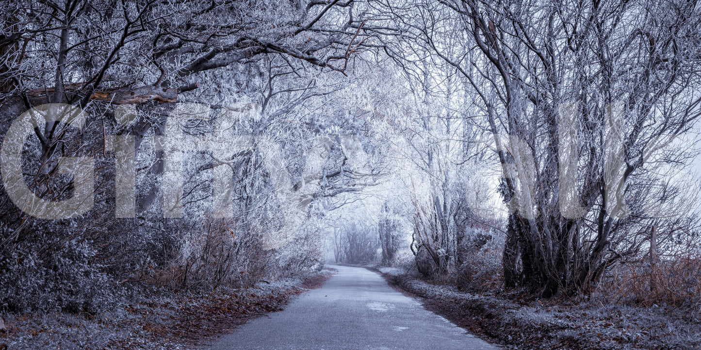 Winter's Enchanted Way Wall Mural