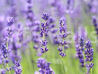 Botanical wall mural with blooming lavender and muted greenery