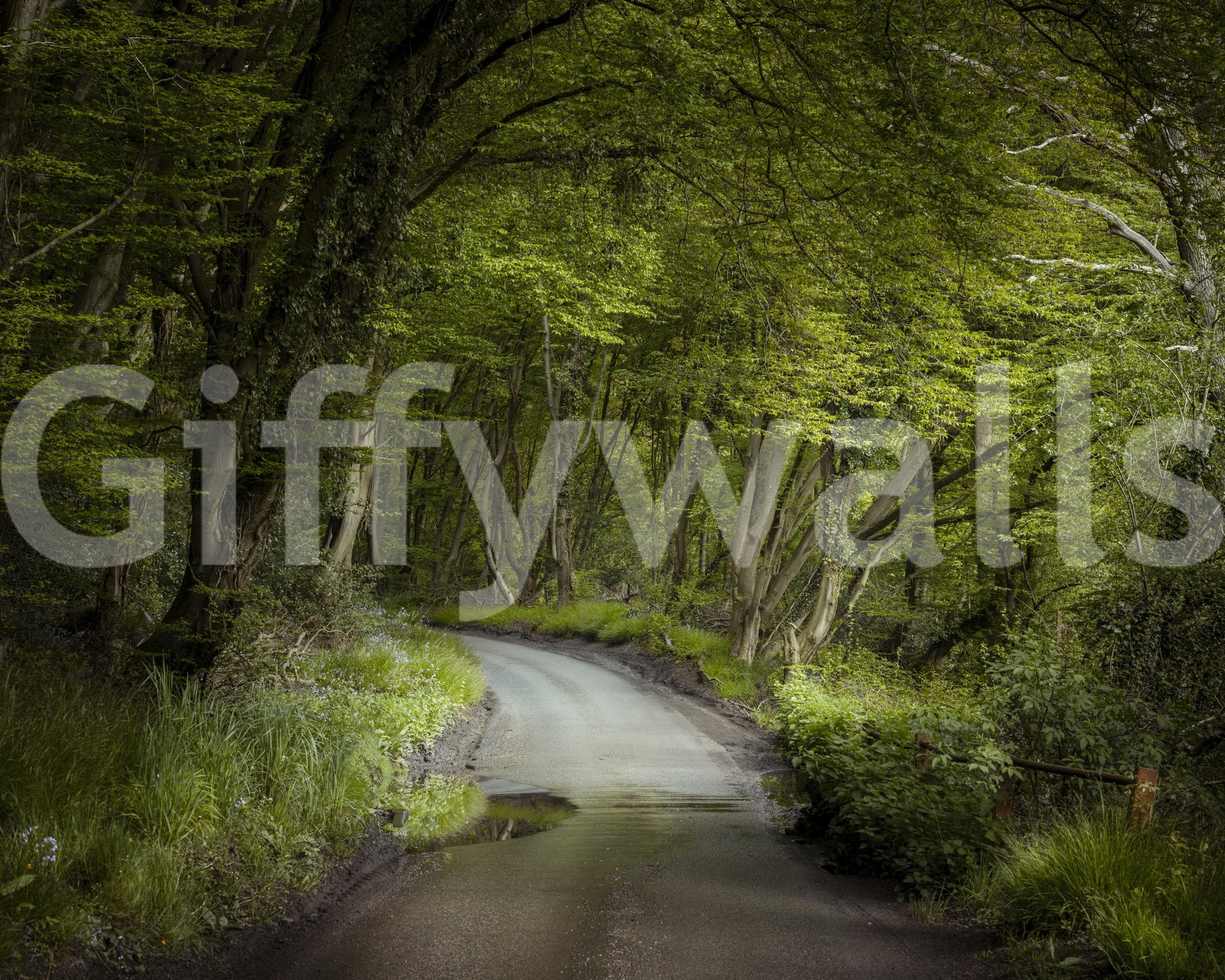 Peaceful forest wall mural with pathway and greenery