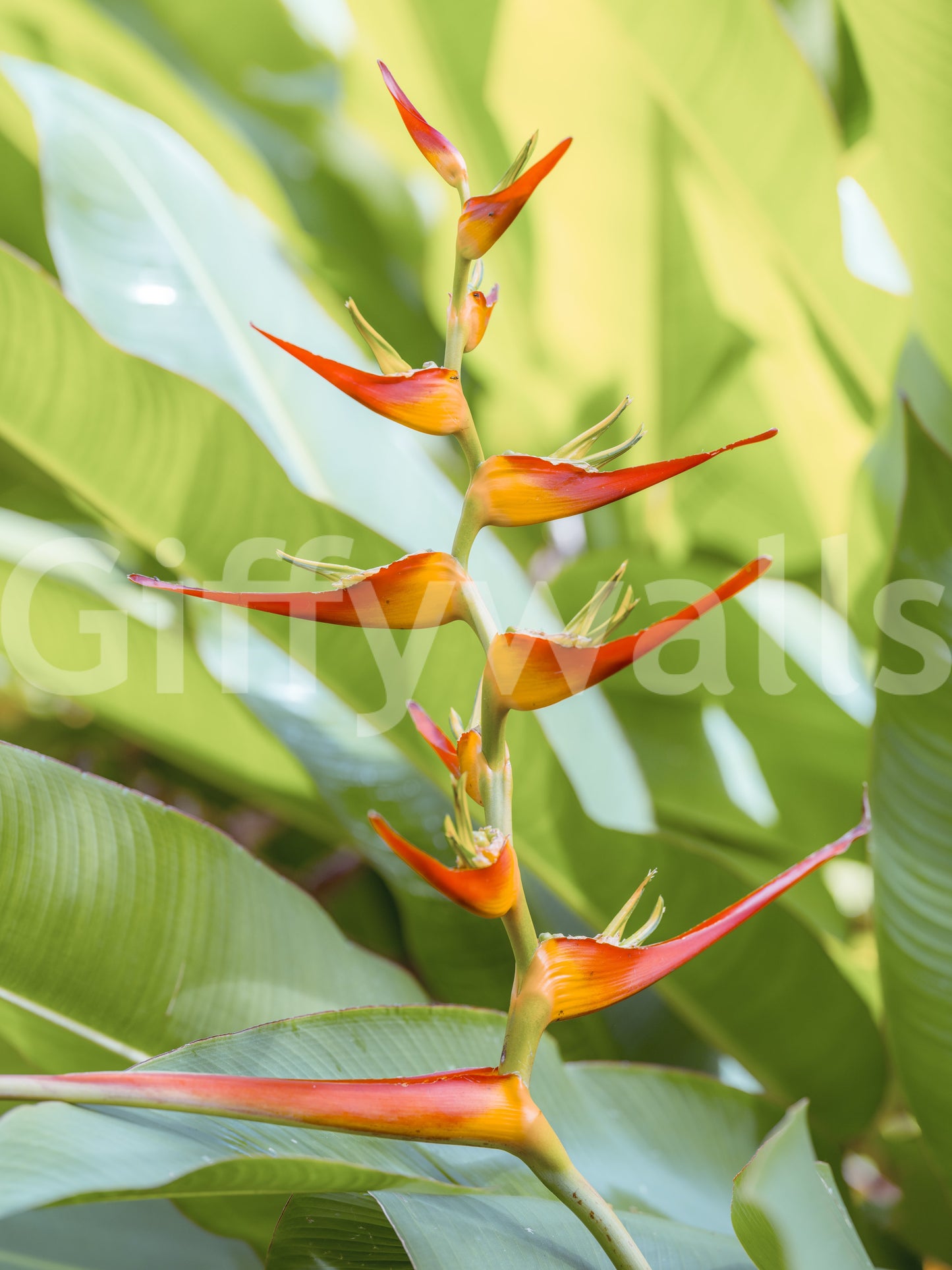 Heliconia's Fiery Bloom Wall Mural