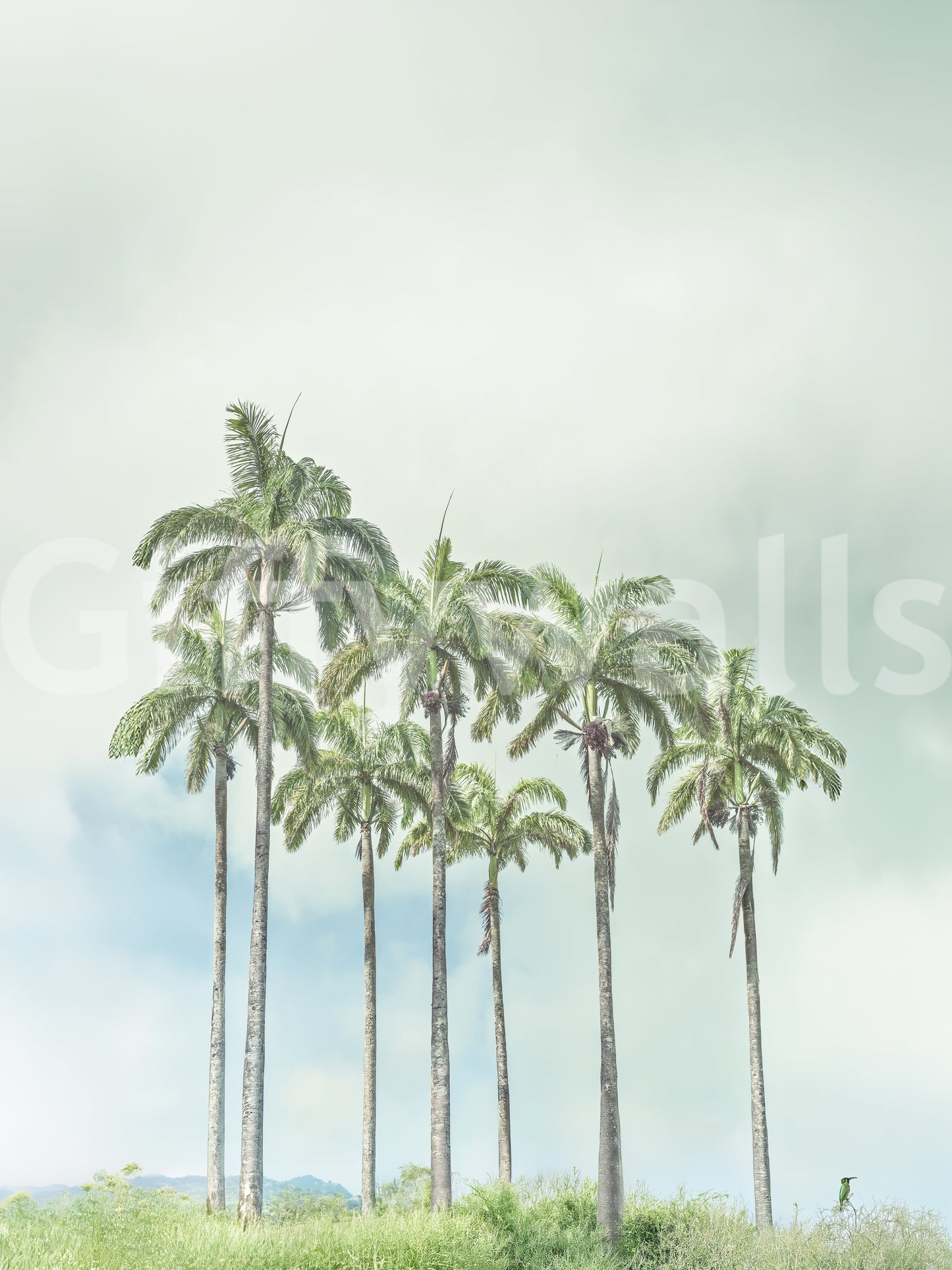 Serene Palm Horizon Wall Mural