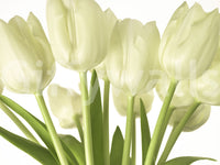 Luminous White Tulips Floral Wall Mural Wall Mural