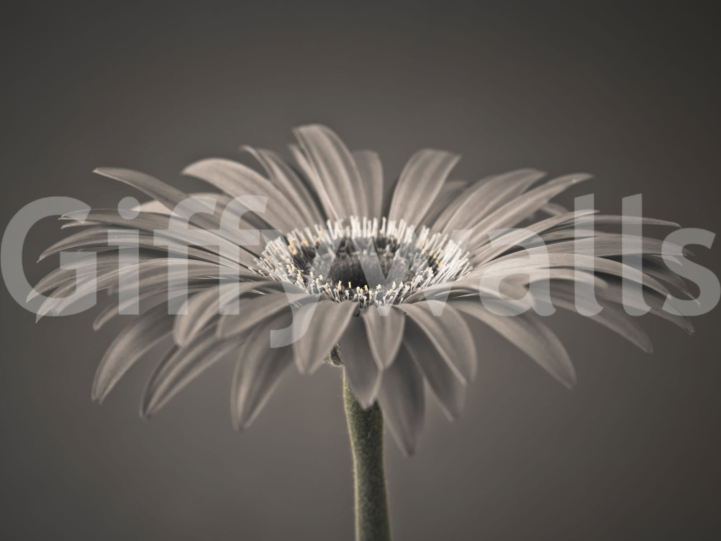 Serene Sepia Gerbera Daisy Macro Wall Mural