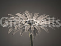 Serene Sepia Gerbera Daisy Macro Wall Mural