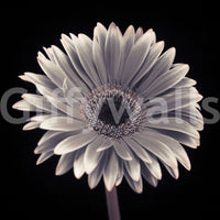 Petals of the Midnight Gerbera Wall Mural