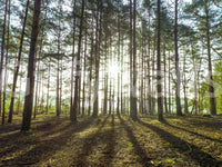 Sunlit Pine Forest Morning Wall Mural