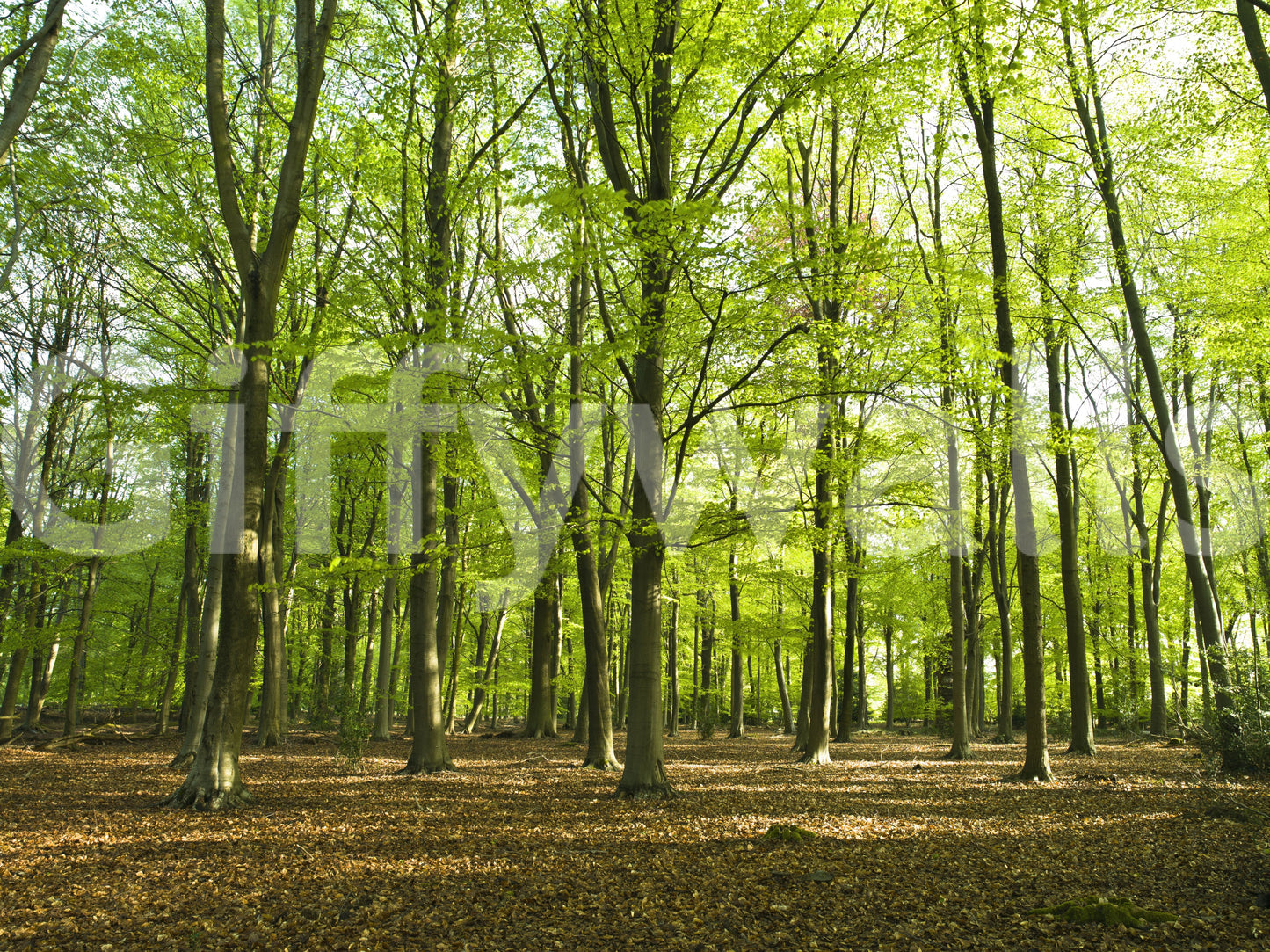 Sunlit Spring Beech Grove Wall Mural