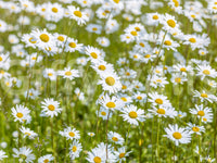 Sunlit Daisy Meadow Wall Mural
