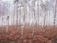 Misty Woodland Awakening Wall Mural