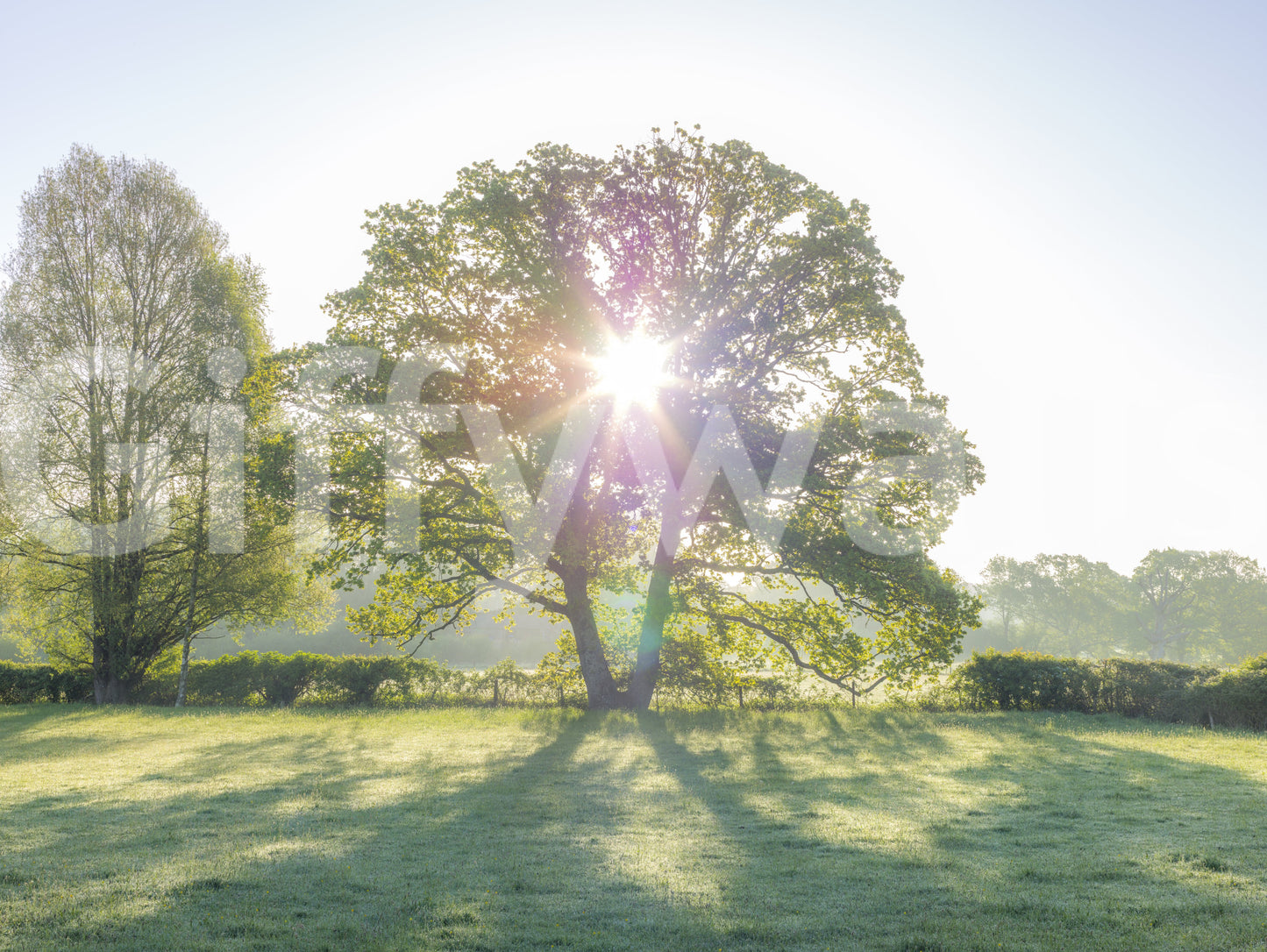 Golden Hour Meadow Canopy Wall Mural
