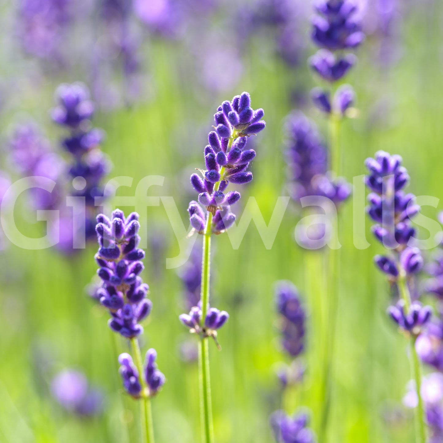 Ethereal Purple Blossom Stems Wall Mural