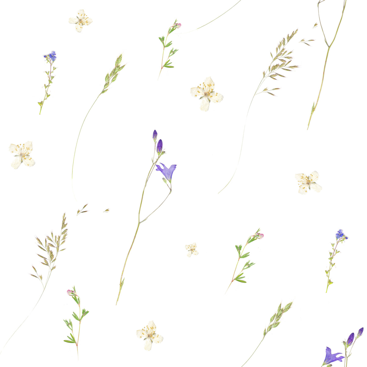 Pressed grasses with tiny purple bellflowers and yellow blooms on white GD12291