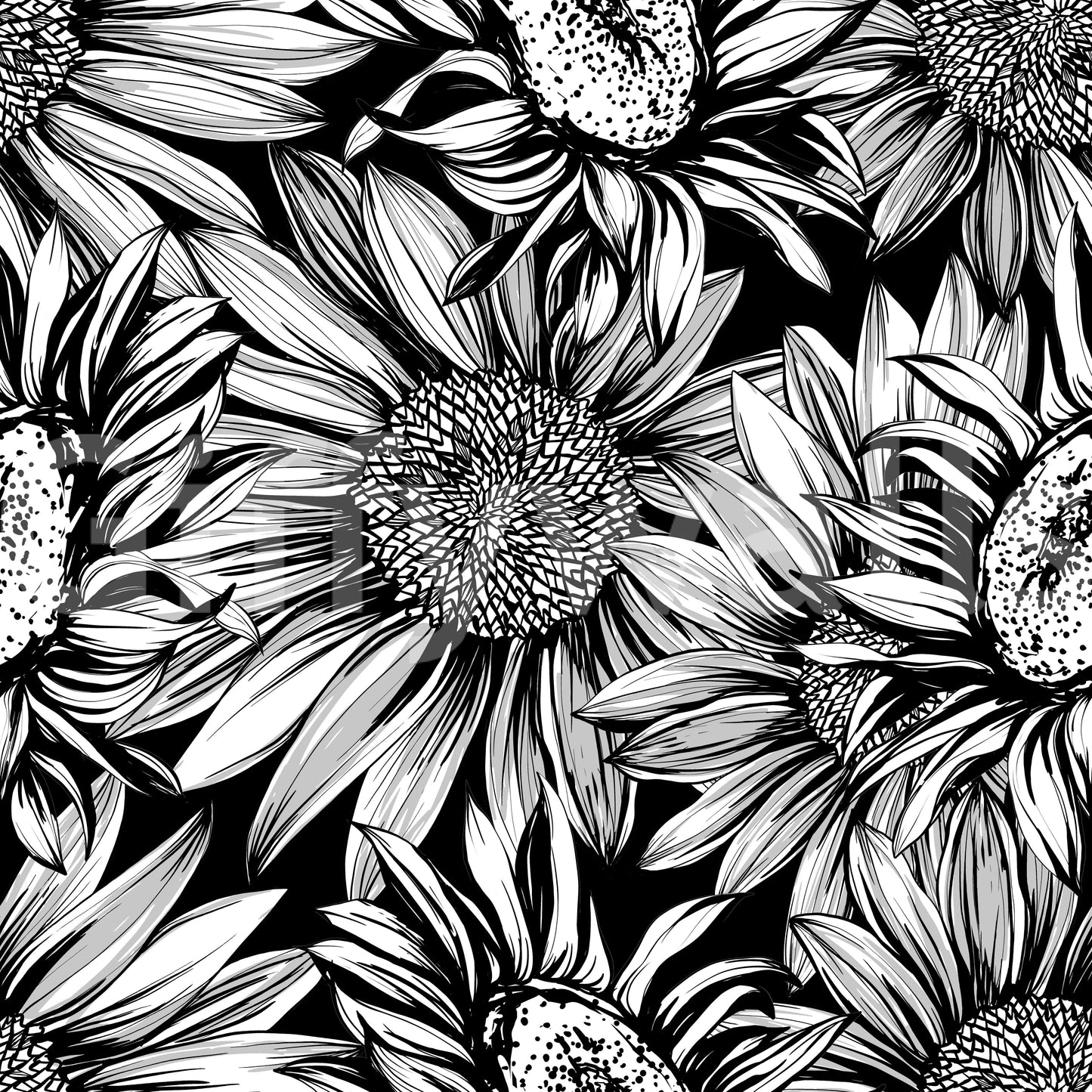Monochrome Sunflower Sketch Bloom Wallpaper⁠