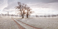 Misty Morning Meadow Wall Mural