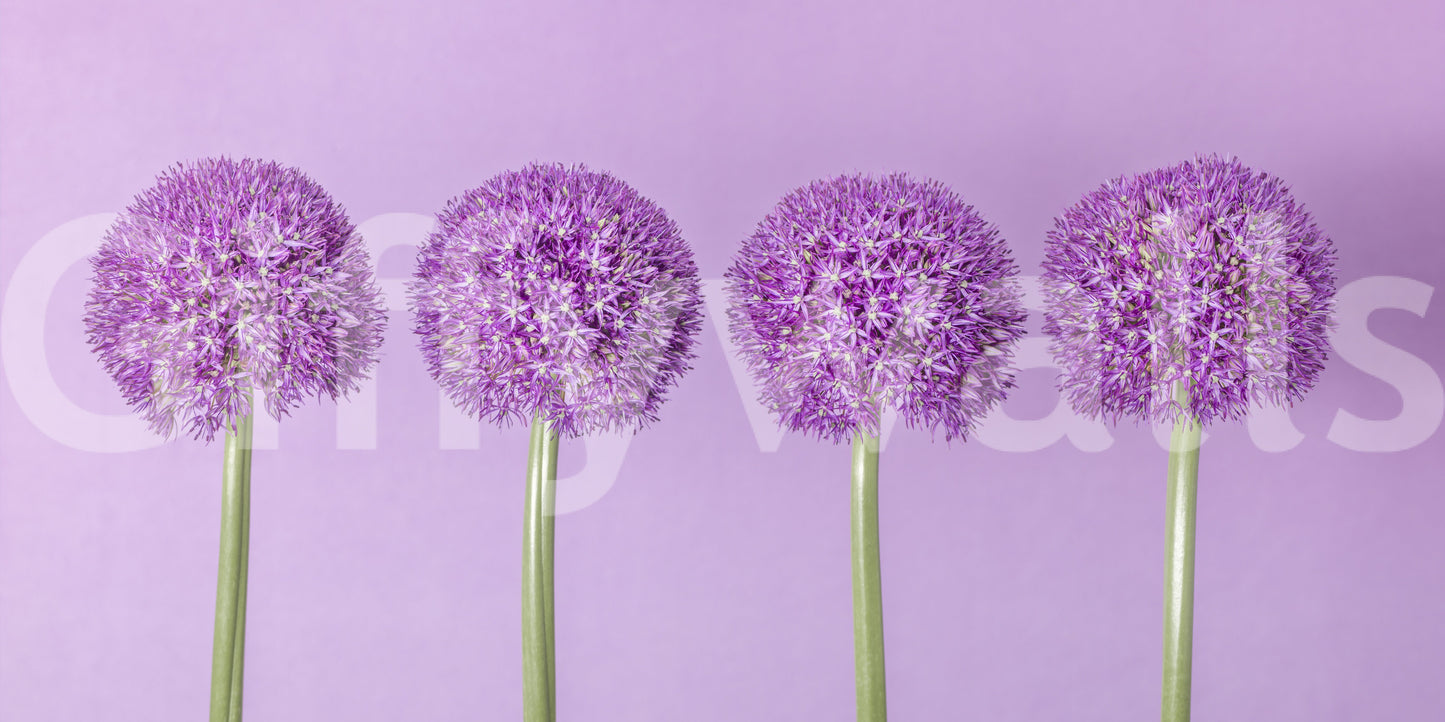 Symmetrical Lavender Floral Spheres Wall Mural