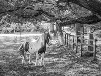 Pastoral Equine Monochrome Landscape Wall Mural