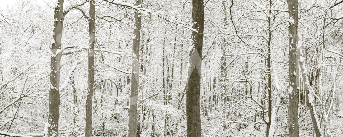 Frosty Woodland Whispers Wall Mural