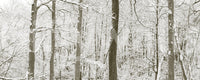 Frosty Woodland Whispers Wall Mural