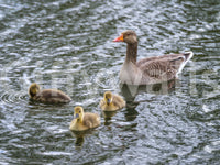 Serene Waterfowl Pond Reflections Wall Mural