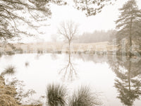 A single tree stands reflected in the Sepia Forest wall mural, GD12839
