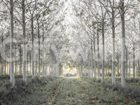 Minimalist Woodland Perspective Wall Mural