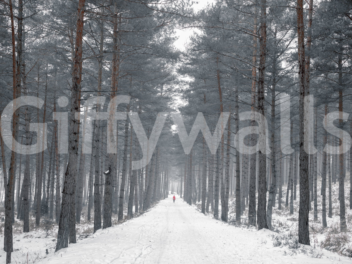 Misty Snowy Path Through the Pines Wall Mural