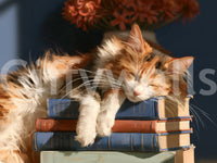 Painted calico cat asleep on a stack of old books pattern GD13118