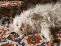 White Persian Cat on Mediterranean Tiles Wall Mural