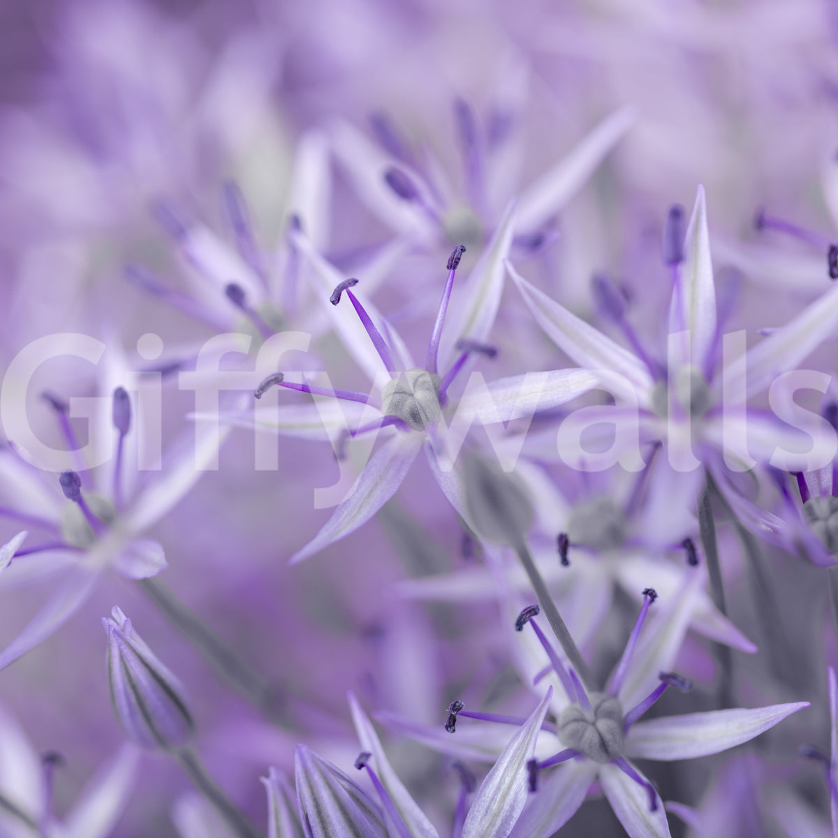 Close-up swatch of violet allium floral wallpaper with lilac star petals GD13140