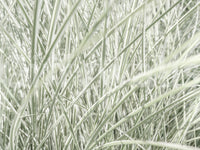 Minimalist Garden Blades Wall Mural