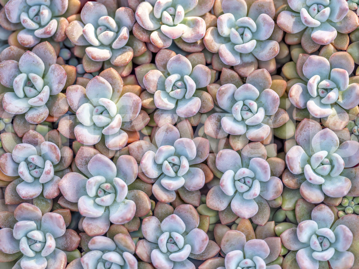 Desert Bloom Succulent Motif Wall Mural
