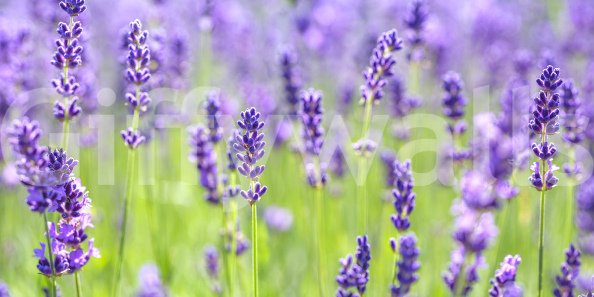 Abstract Floral Lavender Harmony Wall Mural