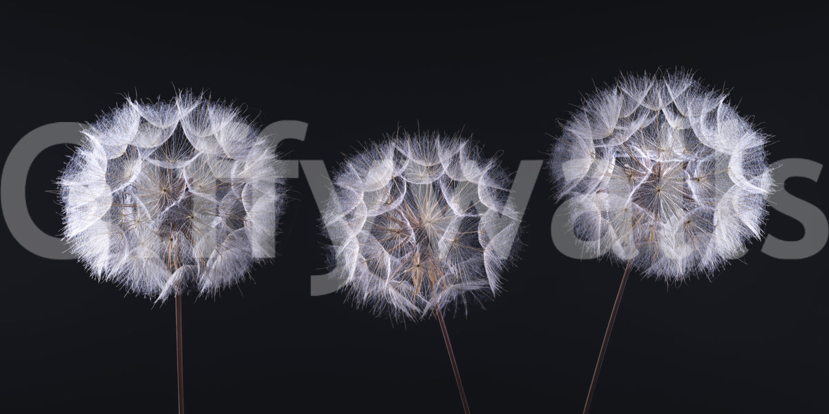 Close view of white dandelion seed heads on black, dandelion wallpaper swatch GD14218